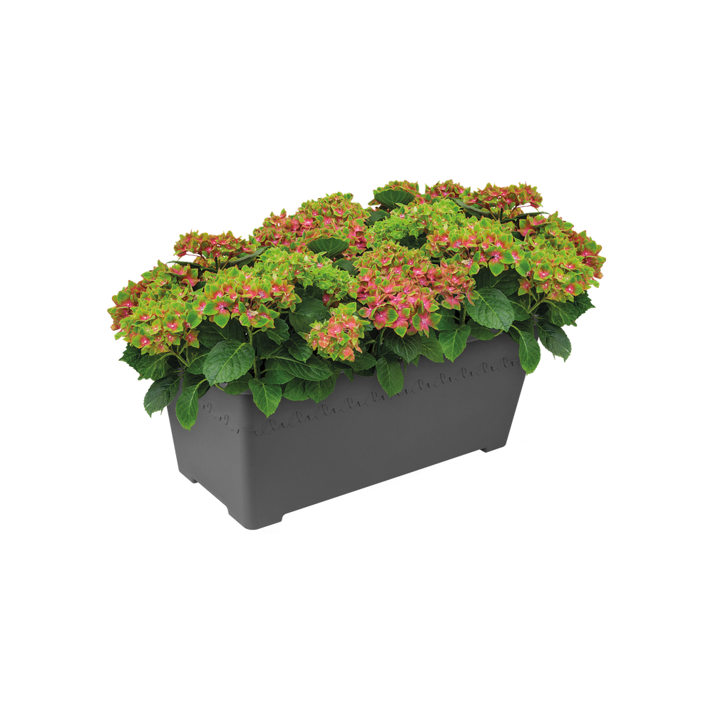 Algarve Terrasse Roues 80