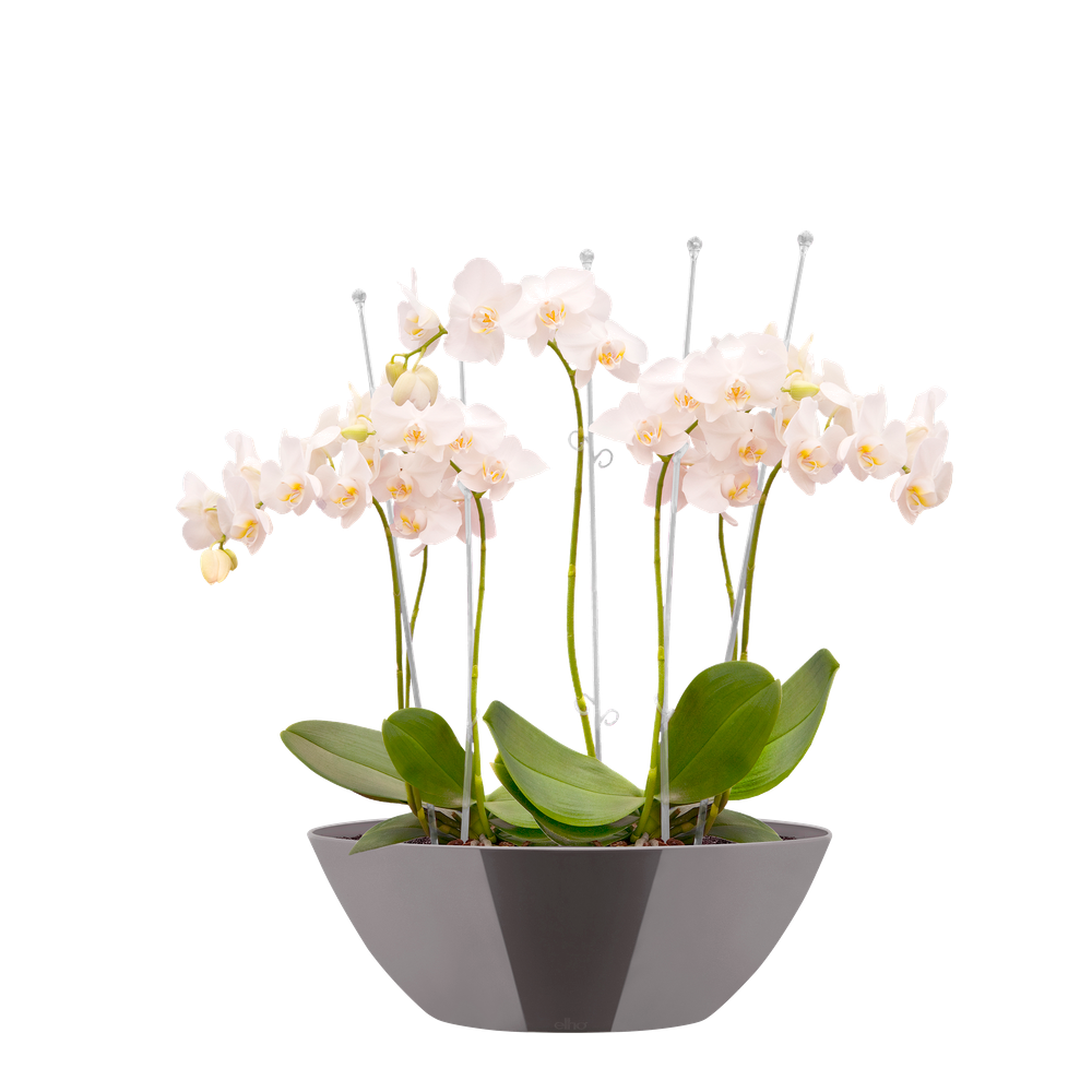 Brussels Diamond Ovale 20