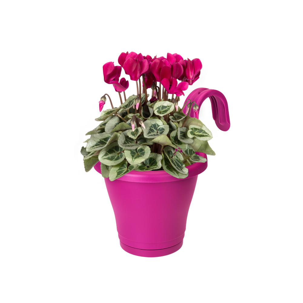 Corsica Facile À Accrocher Simple 20