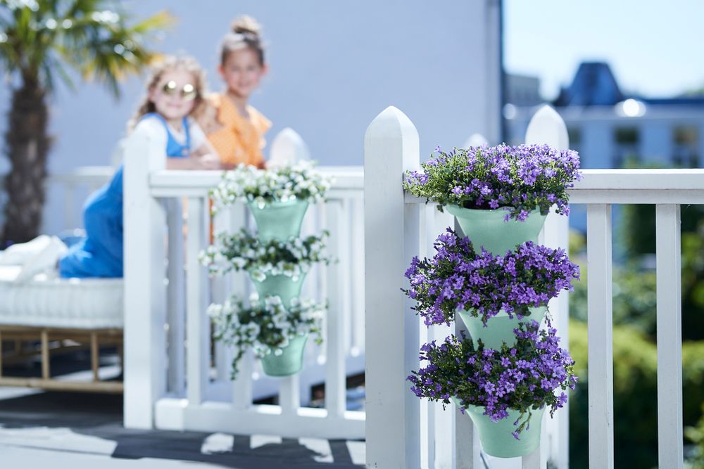 Corsica Forêt Vertical 24 Set/3