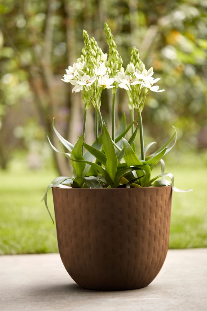 Fuente Grains Rond 38