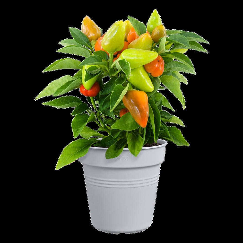 Green Basics Pot De Culture 11