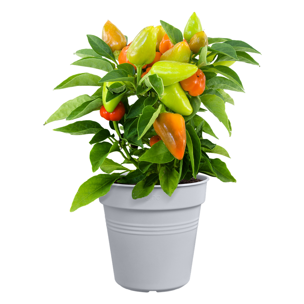 Green Basics Pot De Culture 21