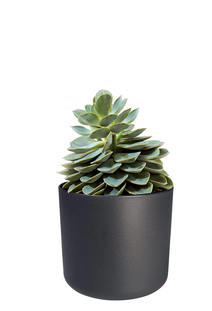 BNDL B.for Soft Ronde 14,16,18