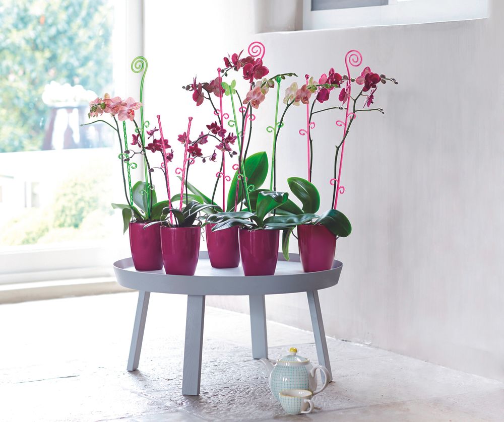 Orchideco Papillon 53