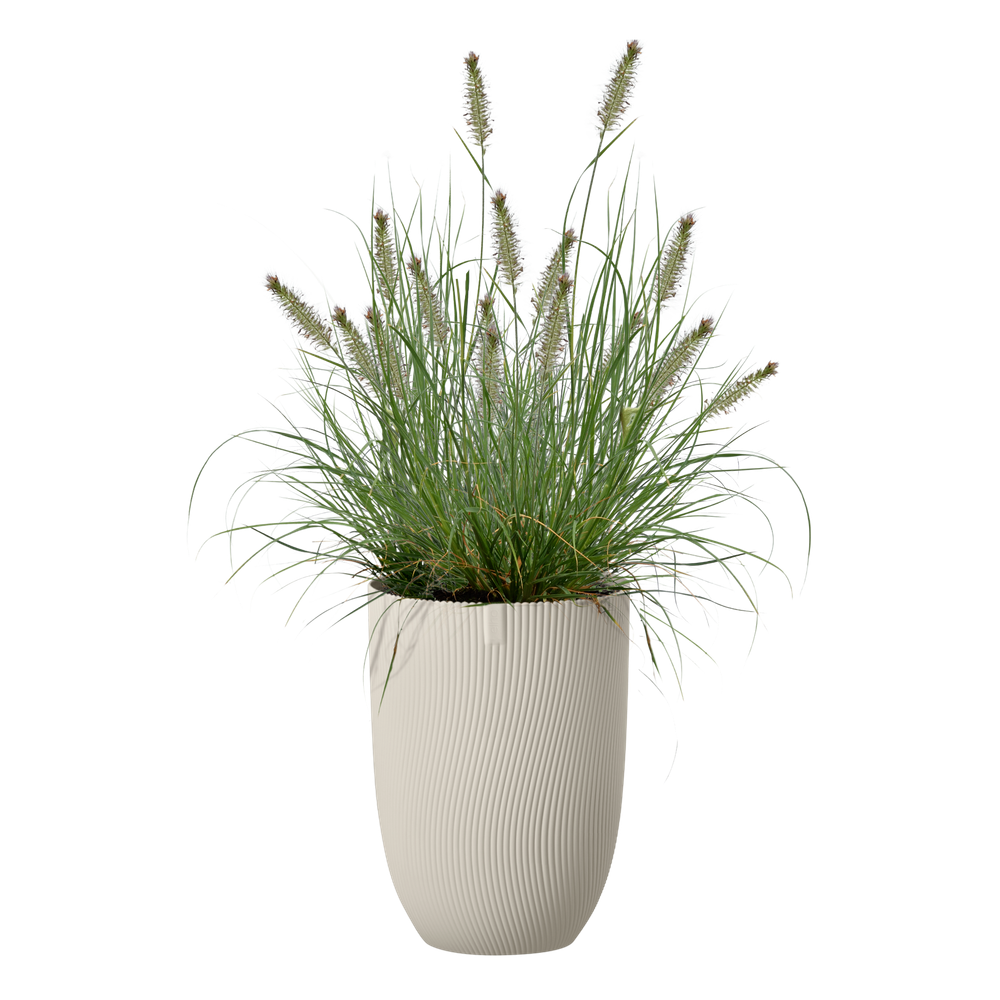 Sereh Haut 30