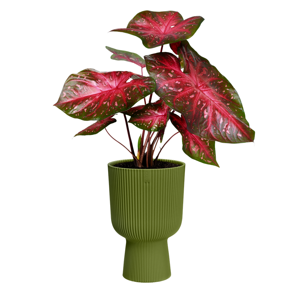 Vibes Fold Coupe 30