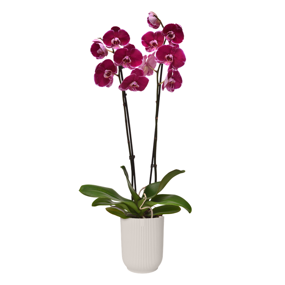 Vibes Fold Orchidée Haut 12,5