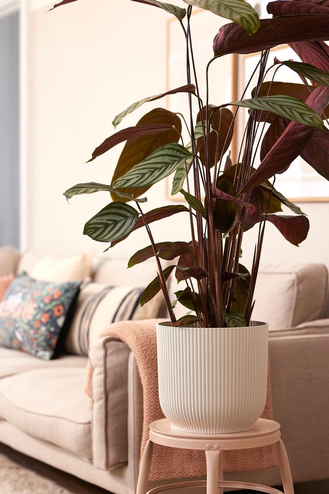 Vibes Fold Rond Roues 35