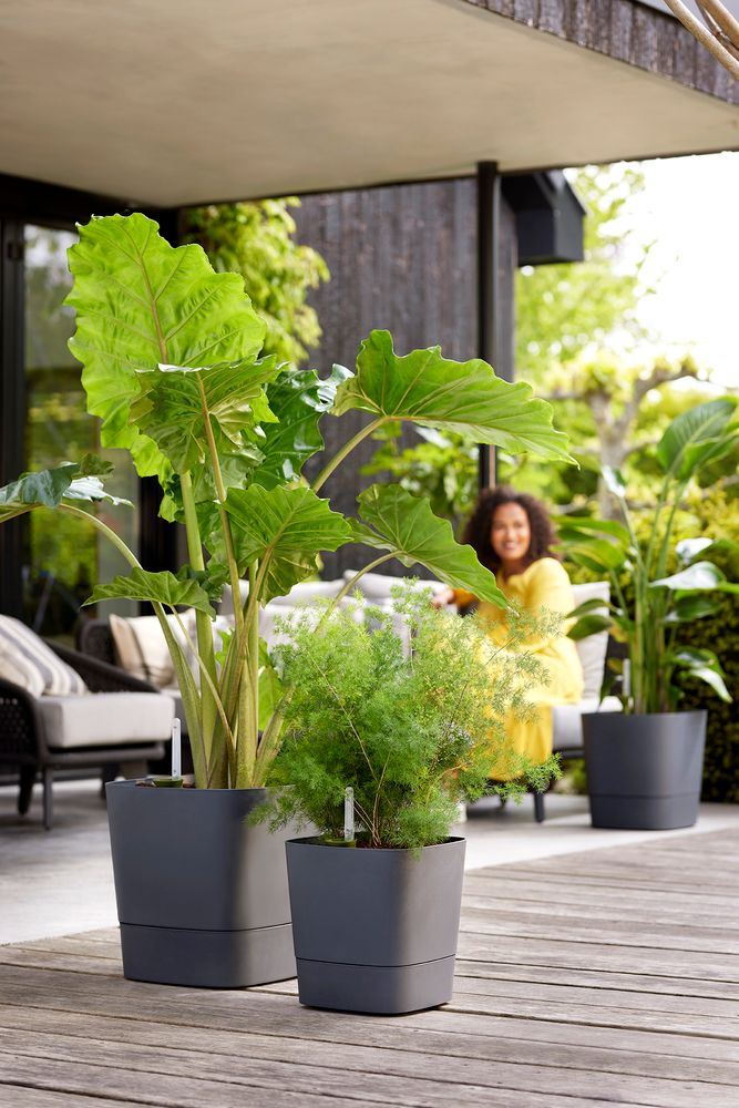 Greensense Aqua Care Carré 38
