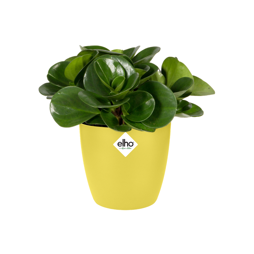 Brussels Rond Mini 10,5