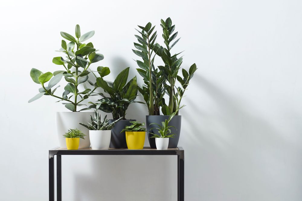 Brussels Rond Mini 10,5