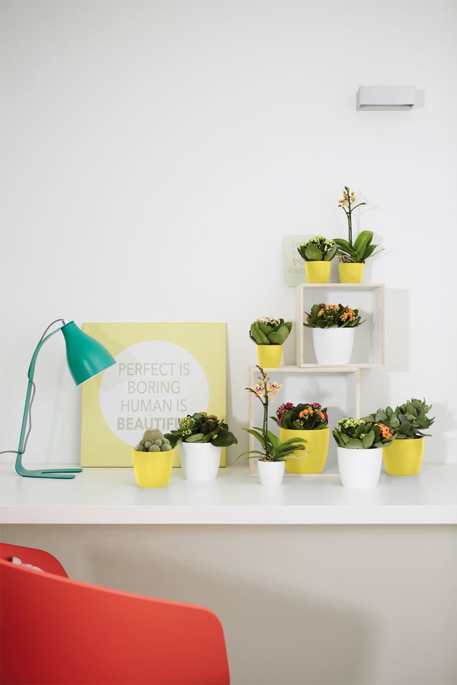 Brussels Rond Mini 9,5