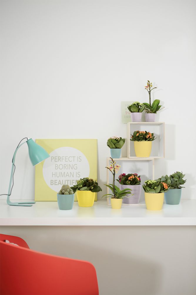 Brussels Rond Mini 12,5