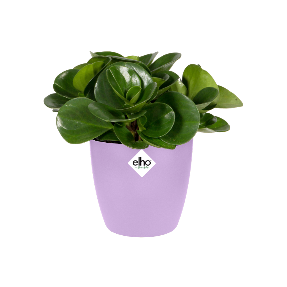 Brussels Rond Mini 10,5