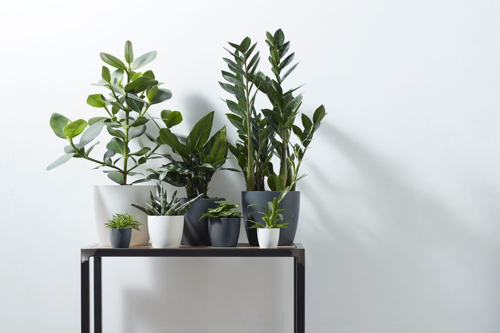 Brussels Rond Mini 12,5