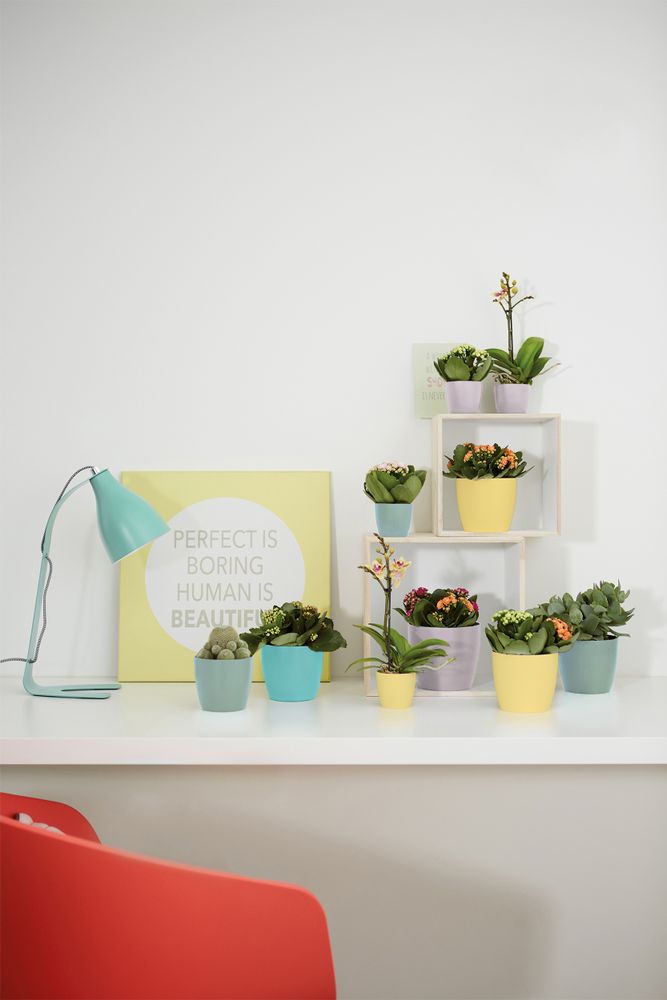 Brussels Rond Mini 12,5