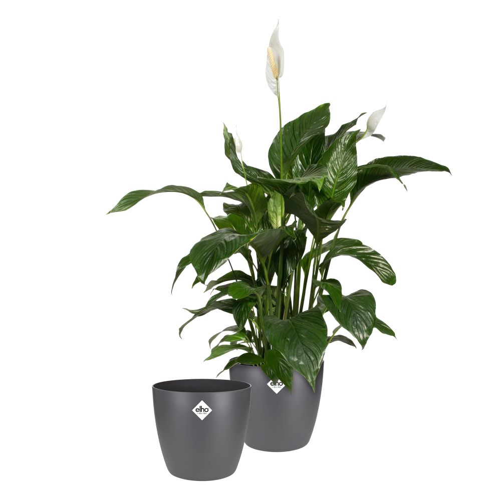 BNDL Brussels Ronde 25 X2