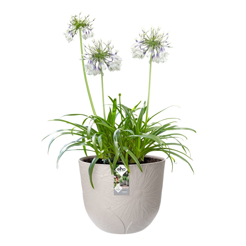 Fuente Lily Rond 38