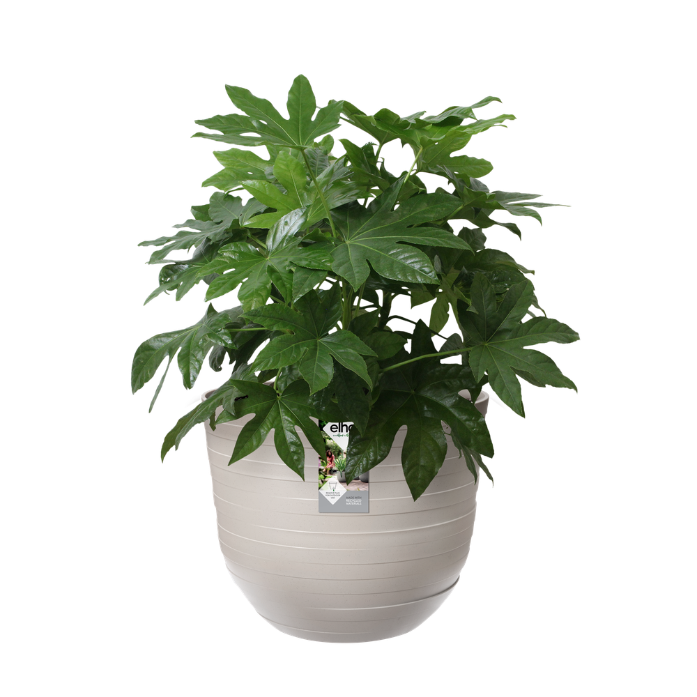 Fuente Rings Rond 47