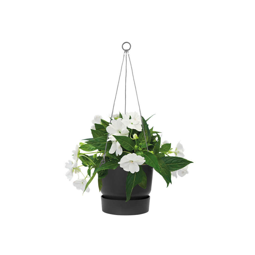 Greenville Suspension 24