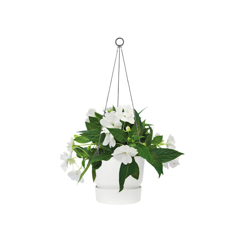 Greenville Suspension 24