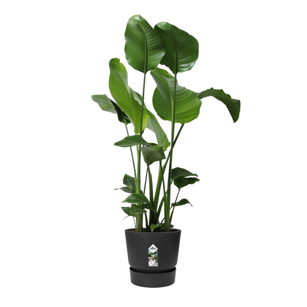 BNDL Greenville Ronde 30 X2