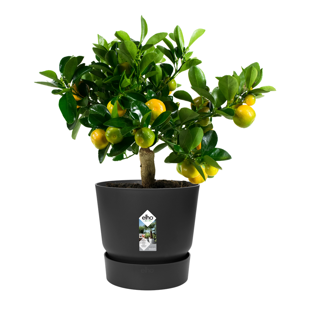 BNDL Greenville Ronde 30 X2