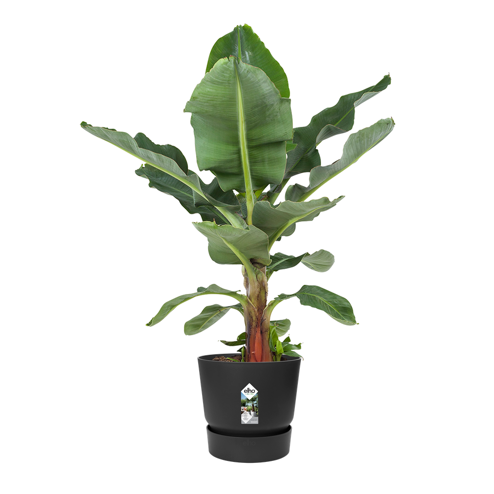 Greenville Rond 55