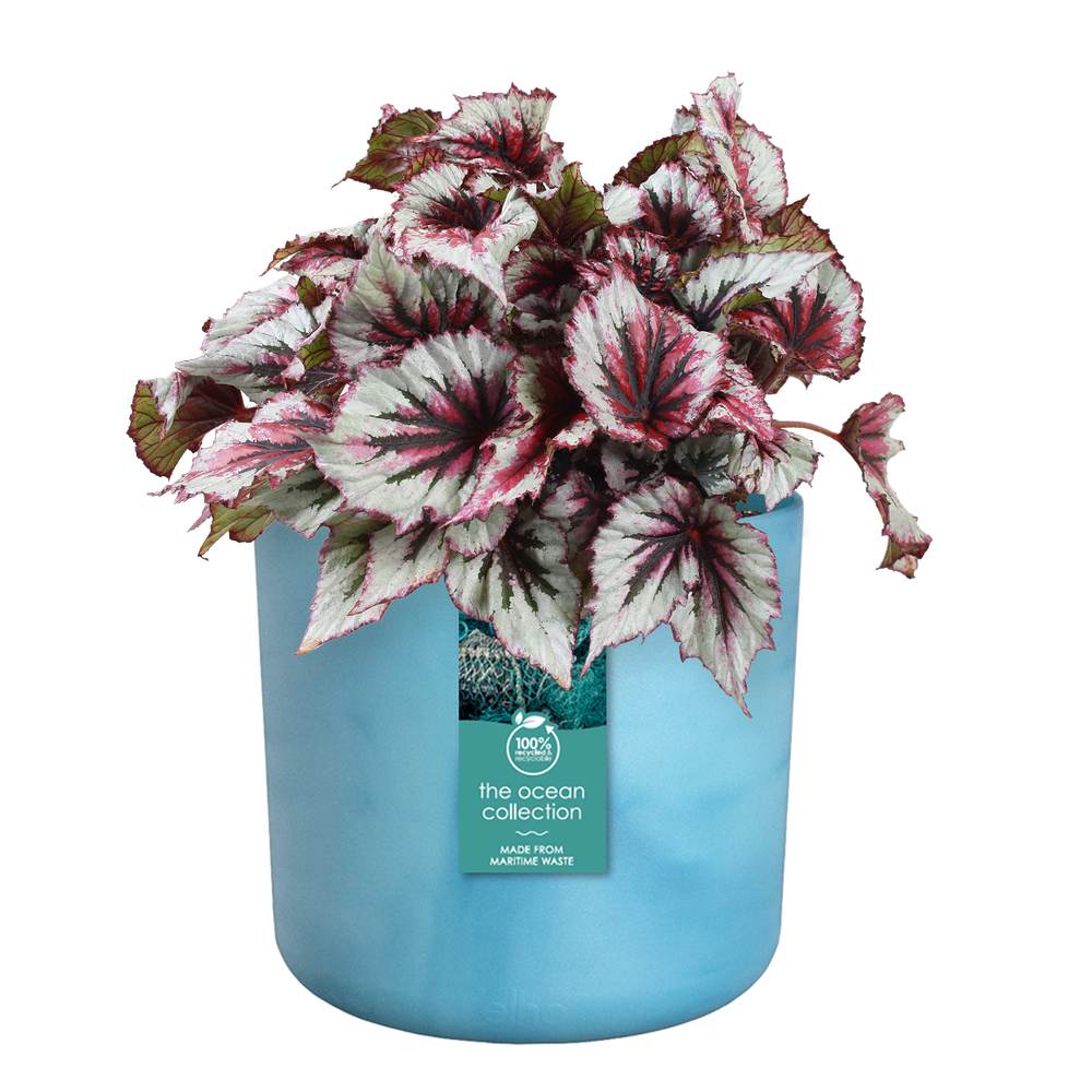 The Ocean Collection Ronde 16