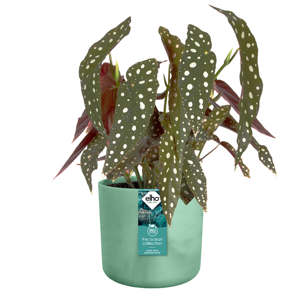 The Ocean Collection Ronde 22