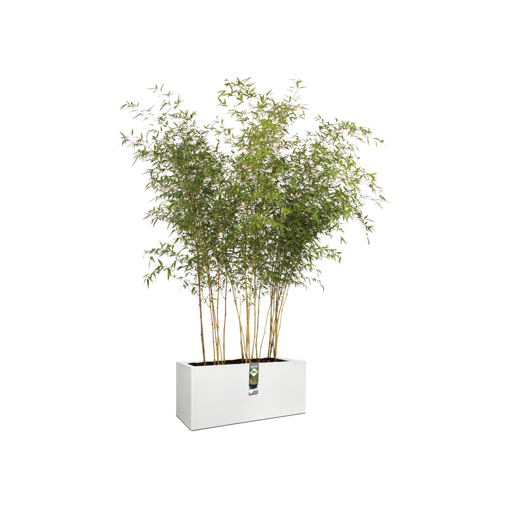 Vivo Mat Long Roues 90