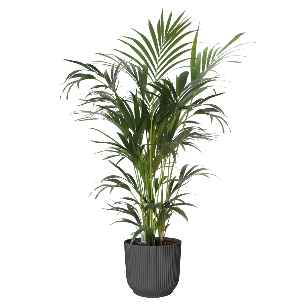 All-in-1 Vibes Rond 18 + Swi 17