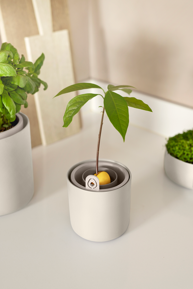 Amazing Avocado Pot