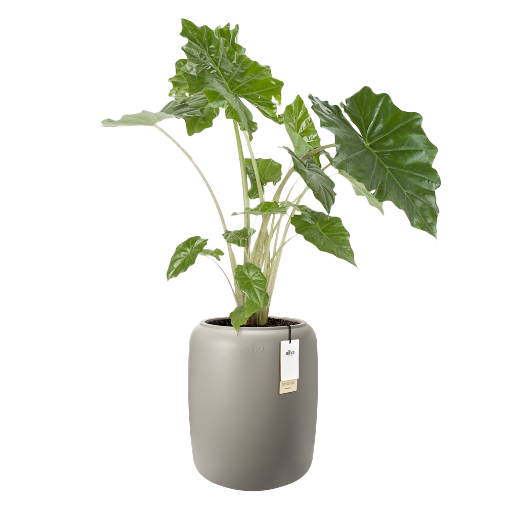 Amber Beads Medium 40