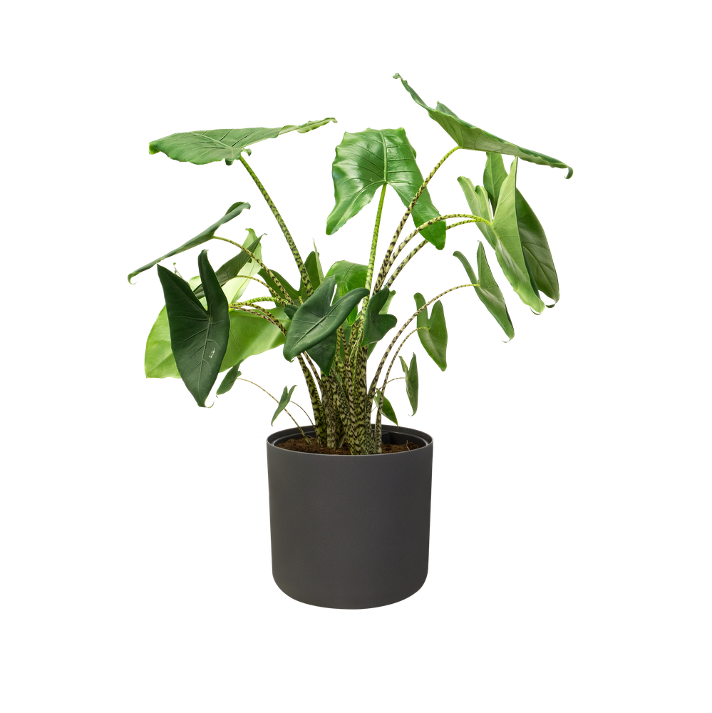 BNDL B.for Soft Ronde 14,16,18