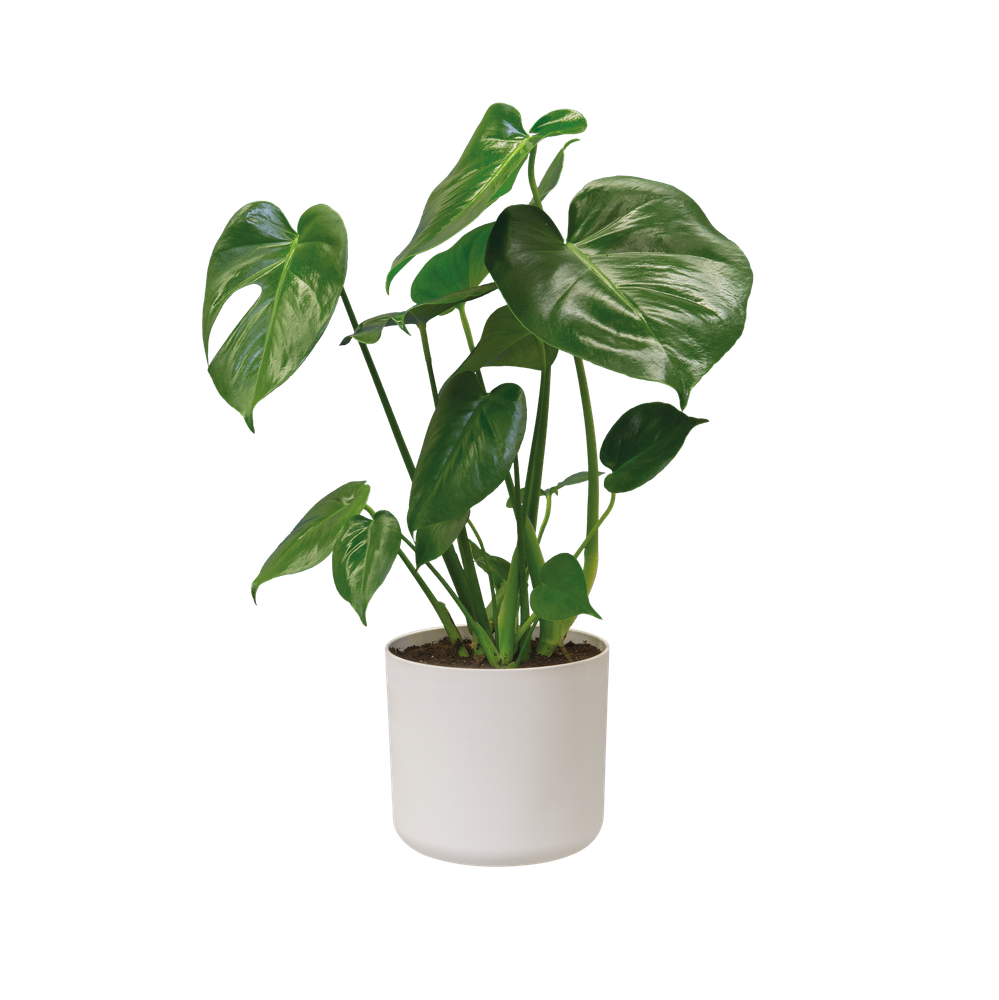 BNDL B.for Soft Ronde 14,16,18