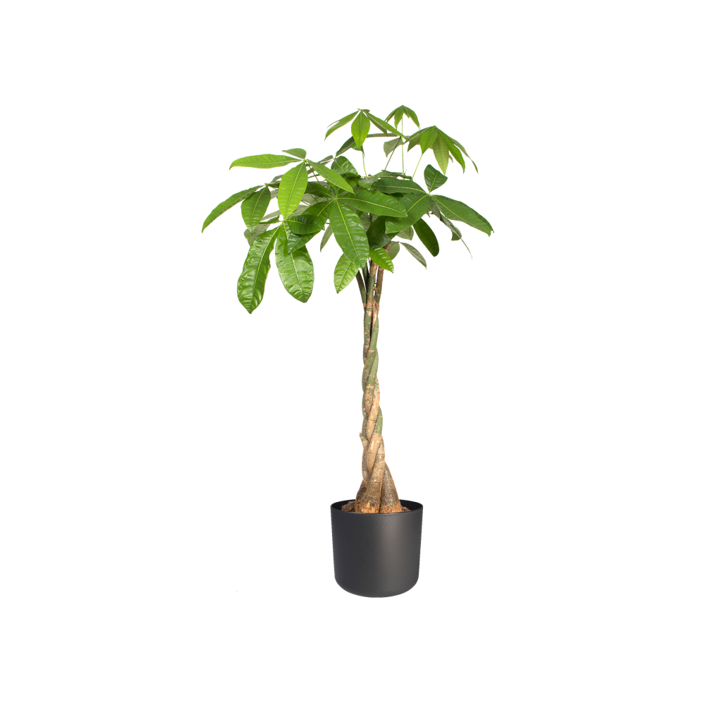 BNDL B.for Soft Ronde 14,16,18