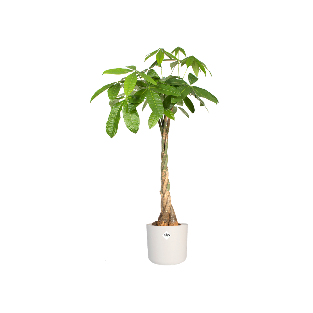 BNDL B.for Soft Ronde 14,16,18