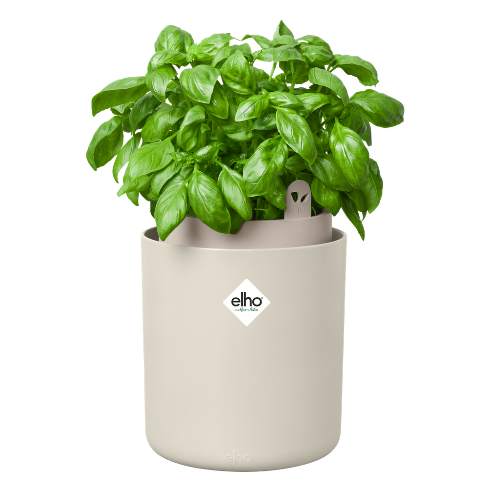 Bouncy Basil