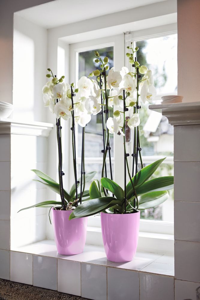 Brussels Diamond Orchidée Haut 12,5