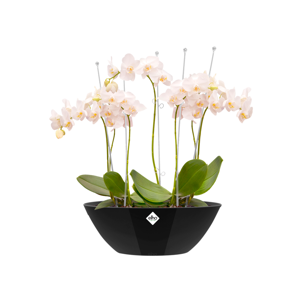 Brussels Diamond Ovale 46