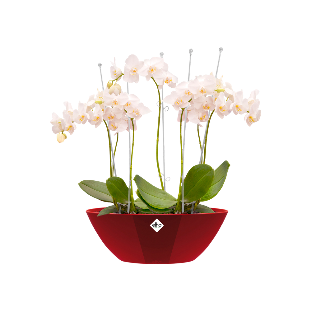 Brussels Diamond Ovale 46