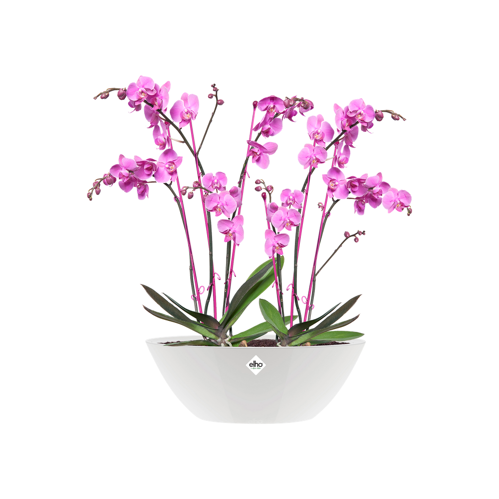 Brussels Diamond Ovale 46