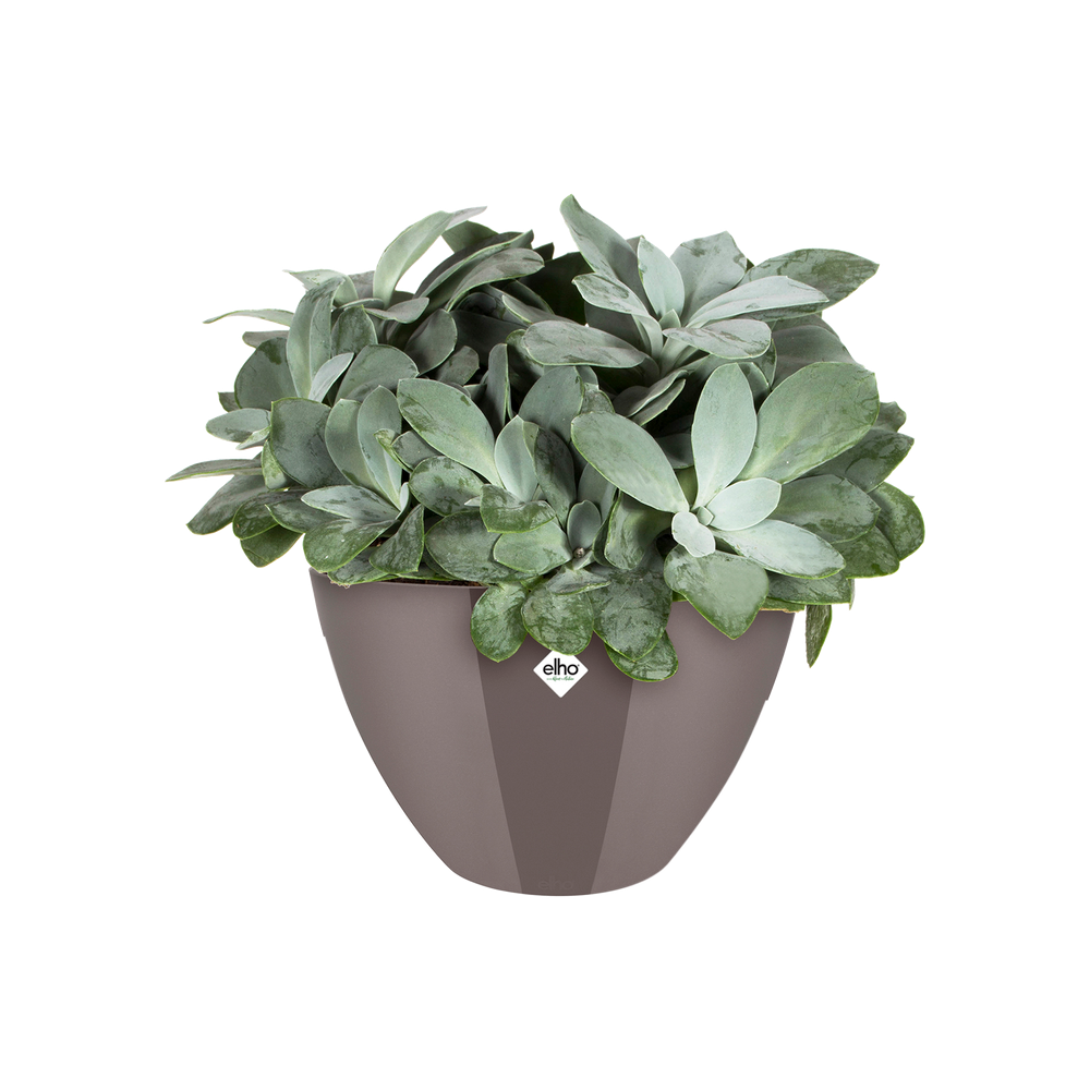 Brussels Diamond Ovale Haut 36