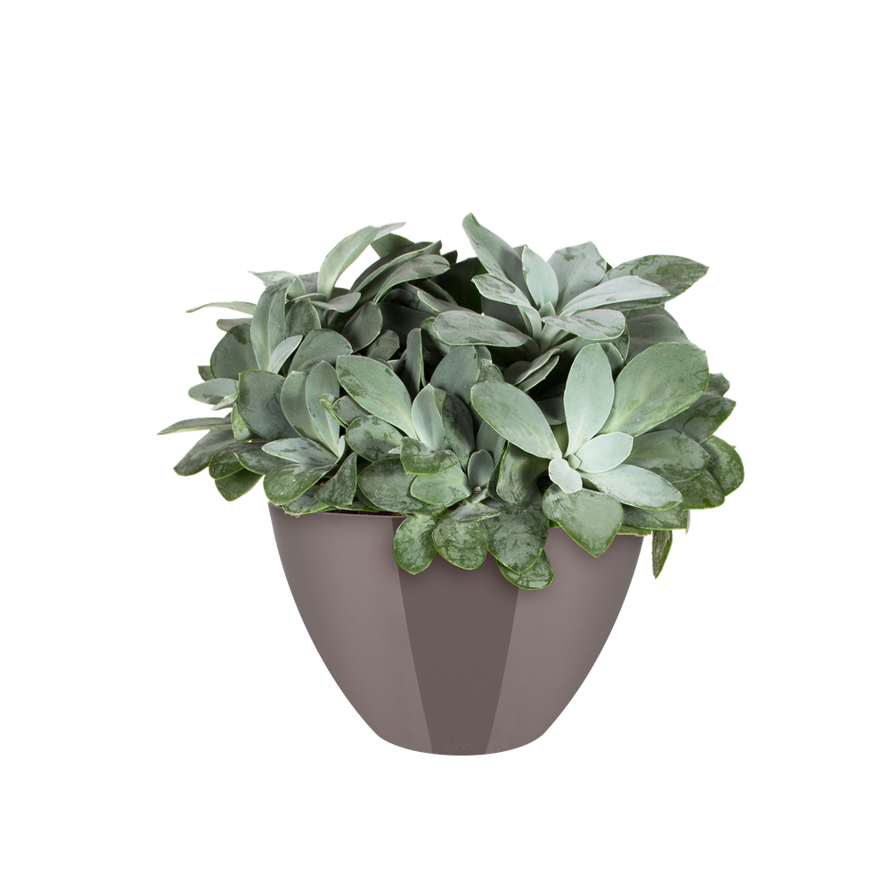 Brussels Diamond Ovale Haut 36