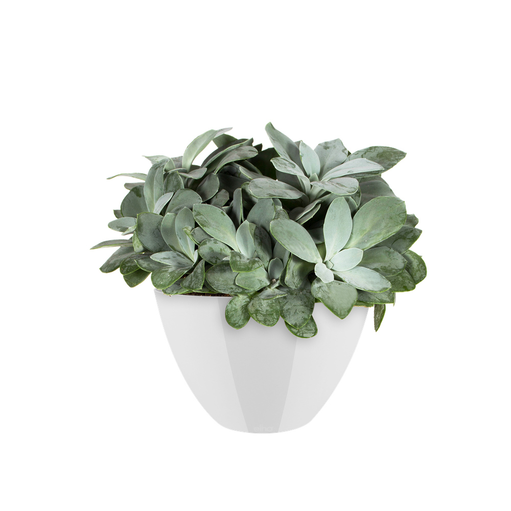 Brussels Diamond Ovale Haut 36