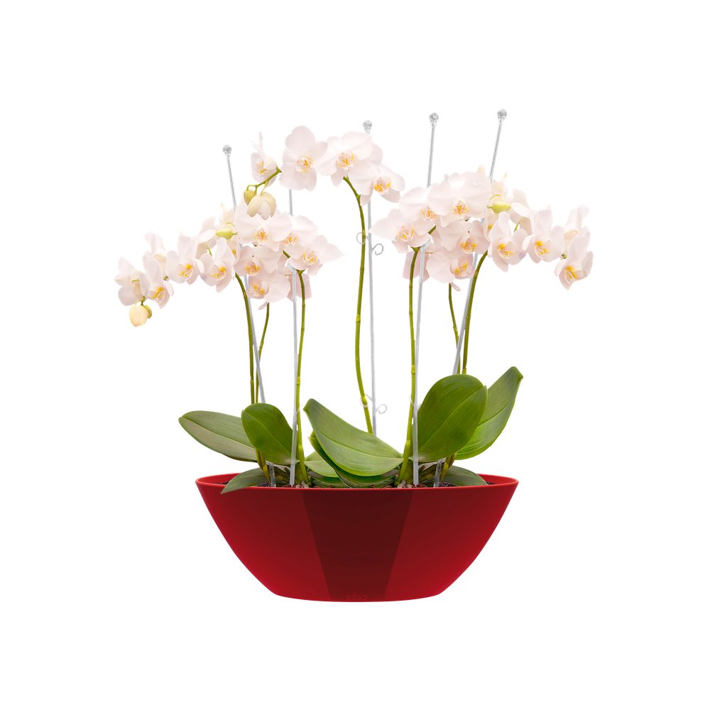 Brussels Diamond Ovale 46