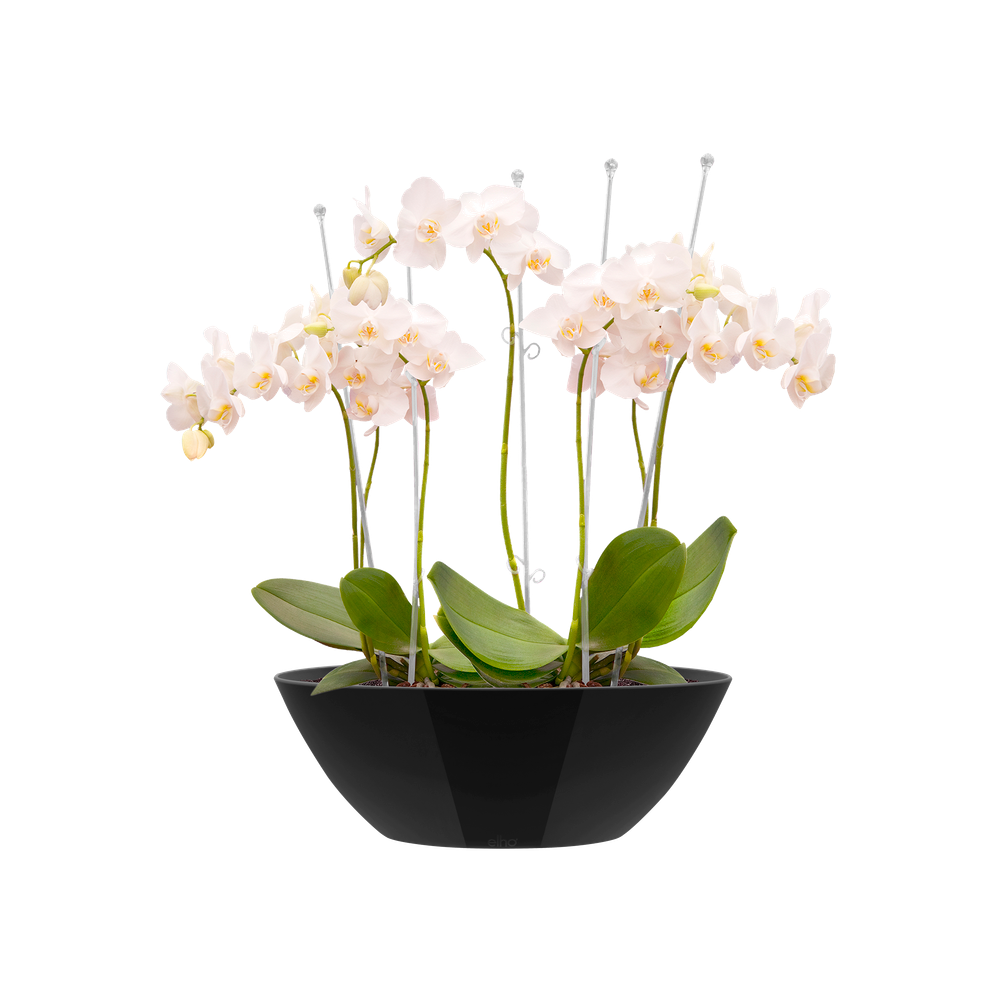 Brussels Diamond Ovale 46