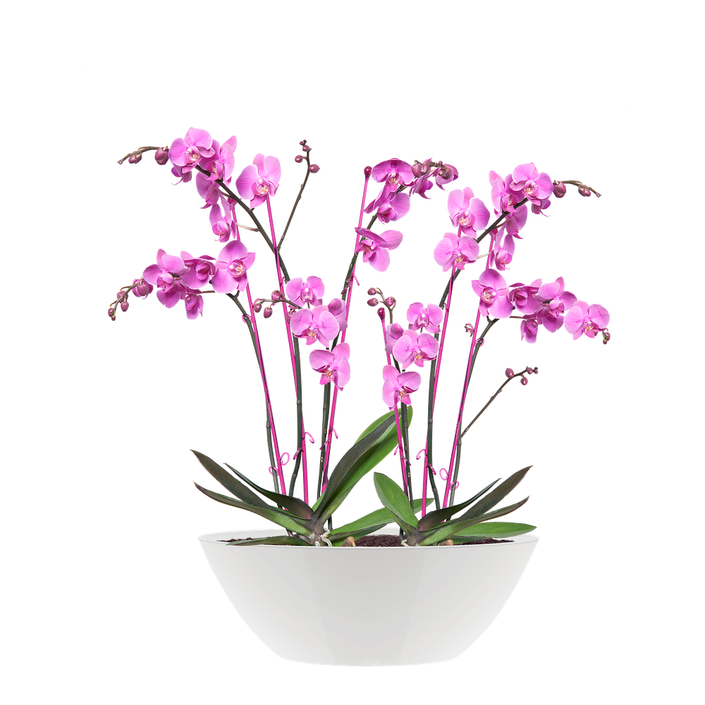 Brussels Diamond Ovale 46